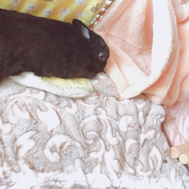 ふかふか