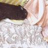 ふかふか