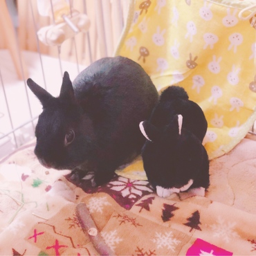 くろちゃんとくろちゃん
