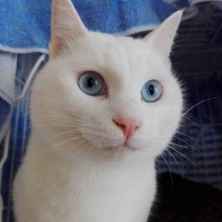 ブルーアイがカッコいい　もっふもふ白猫