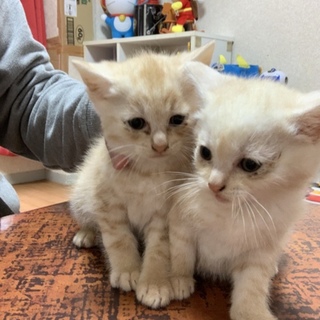 子猫の里親募集(一旦受け付け中止します)