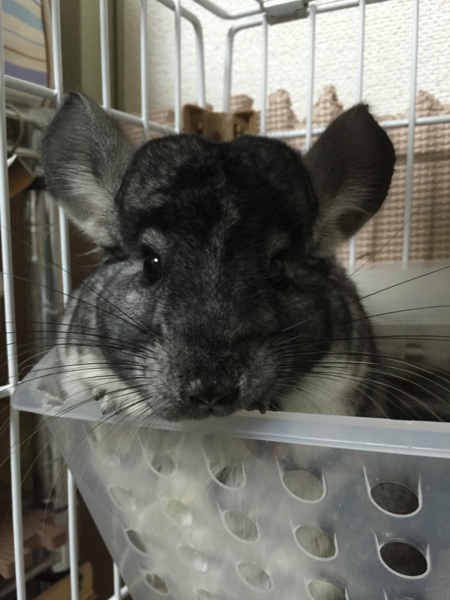 募集一時停止 チンチラ 愛知県 小動物の里親募集 ペットのおうち 月間利用者150万人