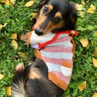 甘えん坊のダックス