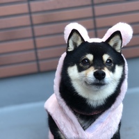ナルト