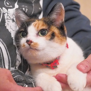 君は野に咲く花のよう　控え目ミケ　チャーコ