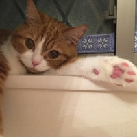 ドニ
