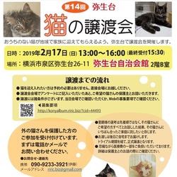 猫の譲渡会