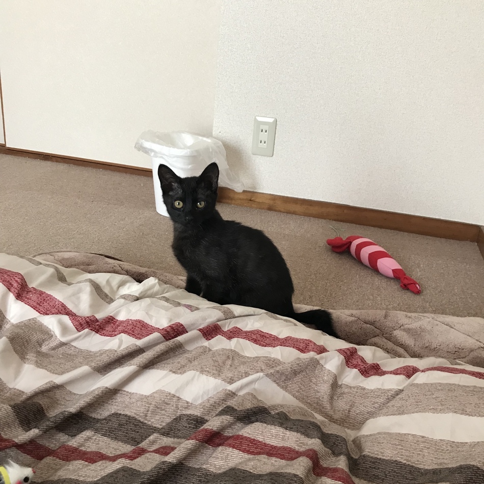 まめのカバー写真