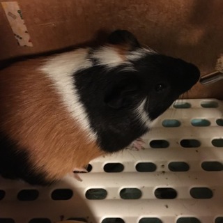 モルモット オス 短毛