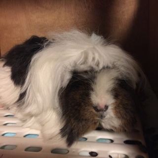 モルモット メス 長毛