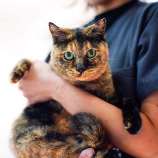 おヒザ大好き！べったりタイプのシニア猫