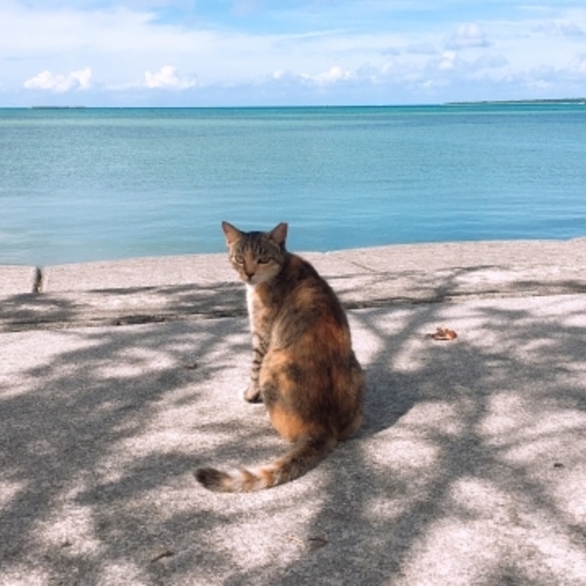 necomaruのカバー写真