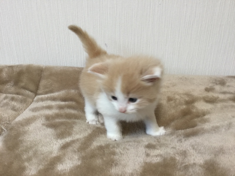 子猫生後1ヶ月 マンチカ 滋賀県 猫の里親募集 ペットのおうち 月間利用者150万人