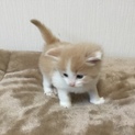 子猫生後1ヶ月 マンチカン 長足ー