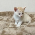 子猫 生後1ヶ月 マンチカン 長足