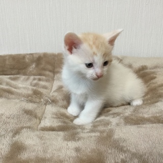 子猫 生後1ヶ月 マンチカン 長足