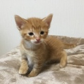 子猫 マンチカン 長足