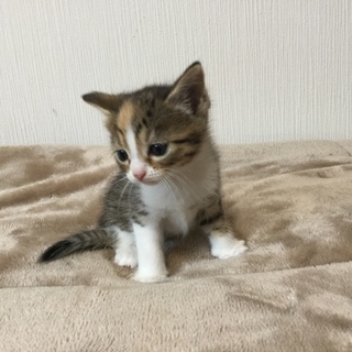 子猫 マンチカン 長足