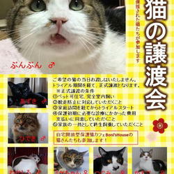 猫の譲渡会　大人に近い子猫＆味わい深い大人猫が集合