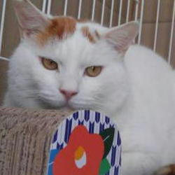 猫の譲渡会　大人に近い子猫＆味わい深い大人猫が集合 サムネイル2