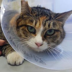 猫の譲渡会　大人に近い子猫＆味わい深い大人猫が集合 サムネイル3