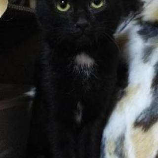 ほとんどの黒の黒白の男の子