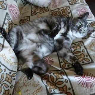 保護猫ととろちゃん