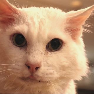 余生をゆっくり過ごせるおうちを探しています