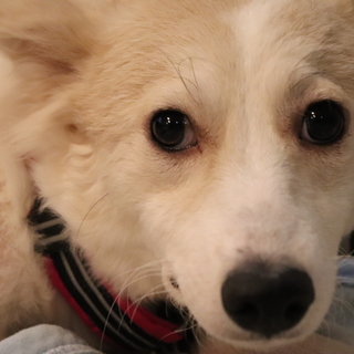 美人なハルさんの家族募集