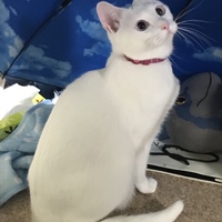 しゅに