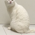 丸顔の甘えん坊【リヒト】