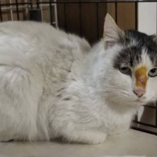 保健所より緊急レスキューされたキジ白♂