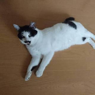ダイナムくん一歳ぐらい
