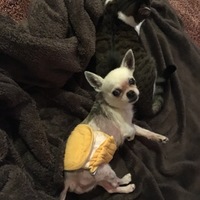 チビ