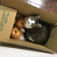 イト