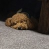 チロちろチロ