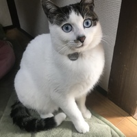 ごまもち