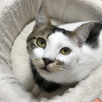 シャルル