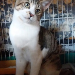 終生飼える方求む