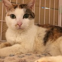 三毛猫せんろちゃん