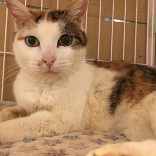 三毛猫せんろちゃん