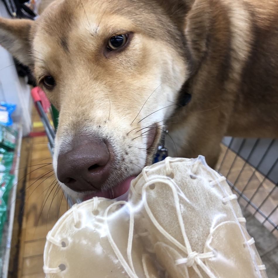 龍旺(龍くん)のカバー写真