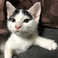 雷玖(らいくん)