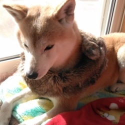 ゴージャス(?_?)柴わんこUo･ｪ･oU