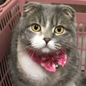 スコティッシュ可愛がってくれる方を探しています。