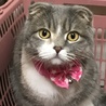 スコティッシュ可愛がってくれる方を探しています。 サムネイル1