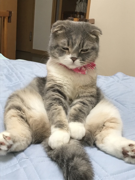 スコティッシュ可愛がってくれる方を探しています。 サムネイル2