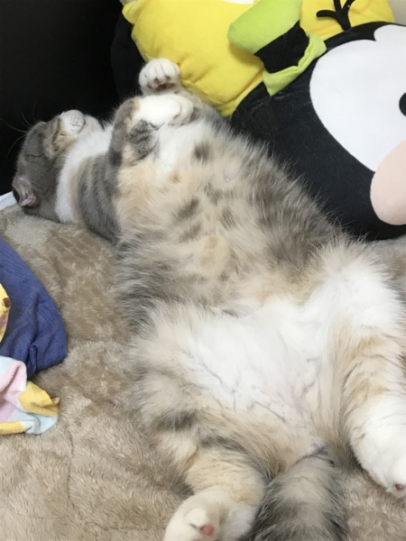 スコティッシュ可愛がってくれる方を探しています。 サムネイル3