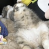 スコティッシュ可愛がってくれる方を探しています。 サムネイル3