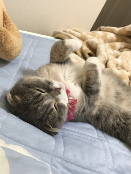 スコティッシュ可愛がってくれる方を探しています。 サムネイル4